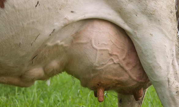 A cow's udder - QuarterPro campaign image